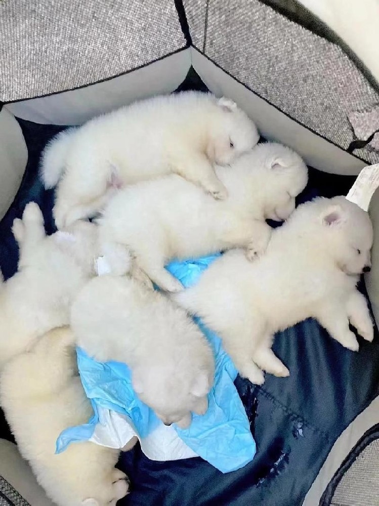 家庭养狗如何提升狗狗体质，减少生病概率？资深养宠经验分享