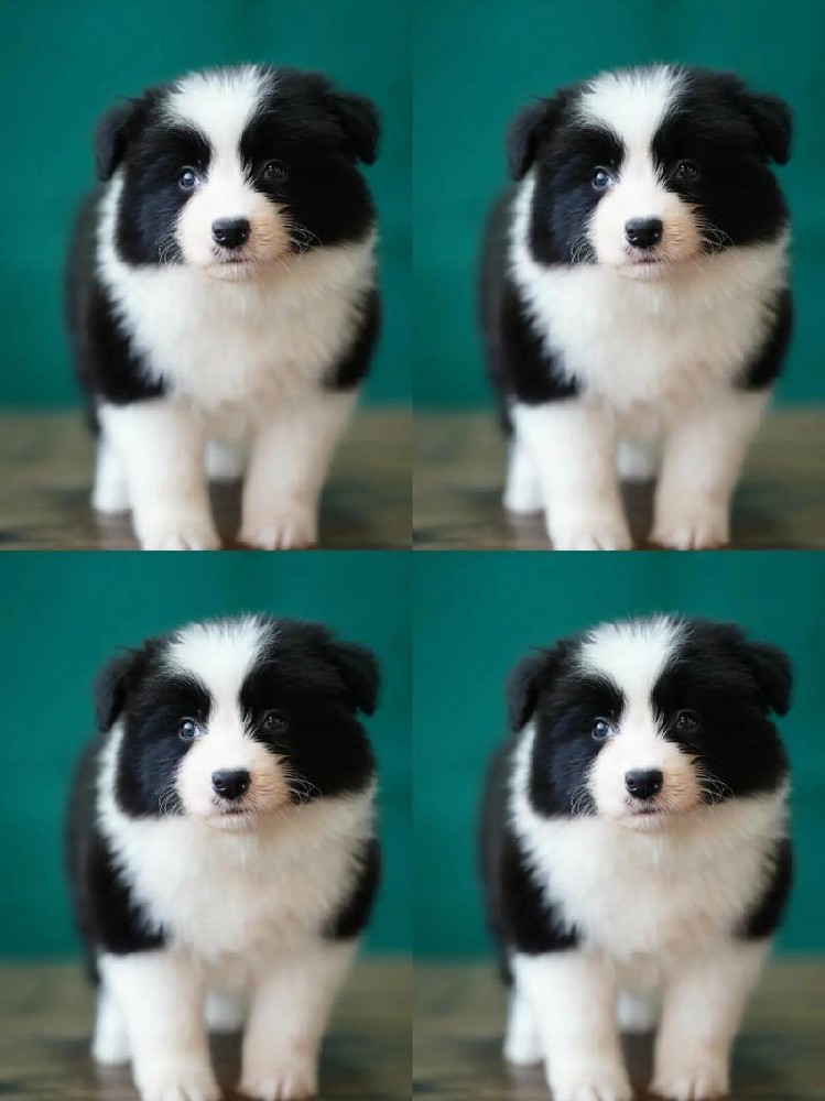 清远大雄犬舍｜2月龄纯种边境牧羊犬幼犬出售详情（公母可选）