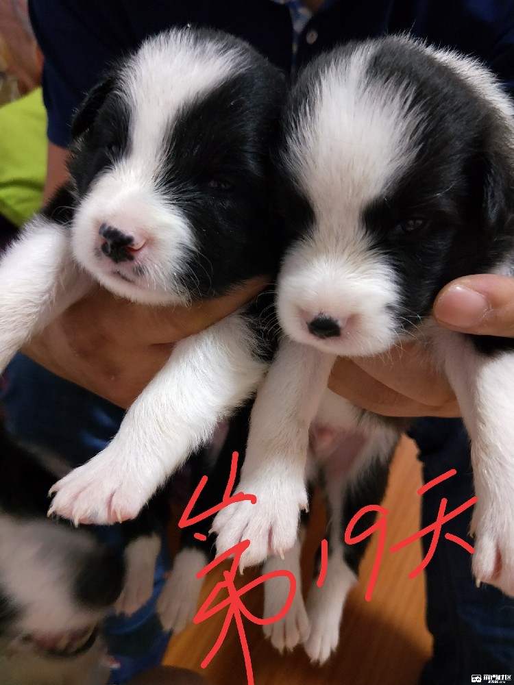 清远大雄犬舍｜纯种边牧幼犬出售，疫苗驱虫齐全可上门看狗