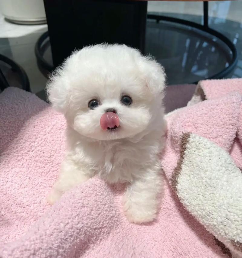 幼犬换季容易拉稀？从饮食与环境做好日常养护