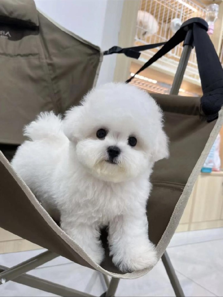 犬瘟细小基础科普，高发期防控要点，从源头降低幼犬烈性传染病感染概率